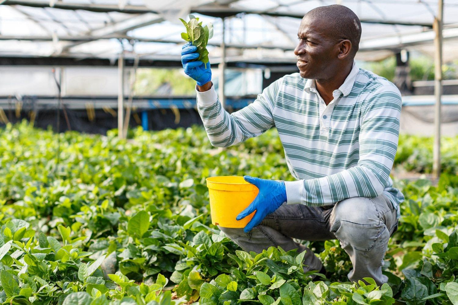 agribusiness